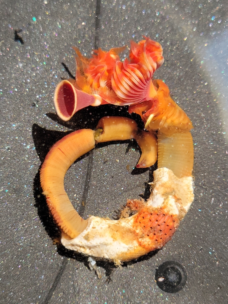 Serpula columbiana (Red-trumpet Calcareous Tubeworm), California species