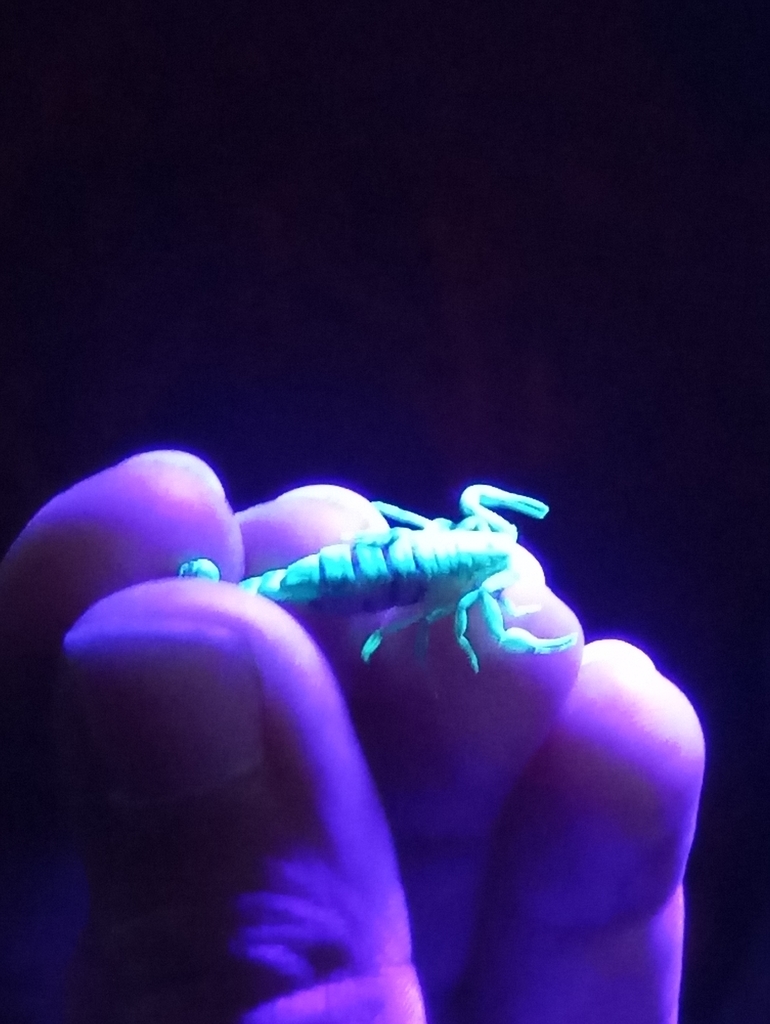 Serradigitus gertschi (Sawfinger Scorpion), California species