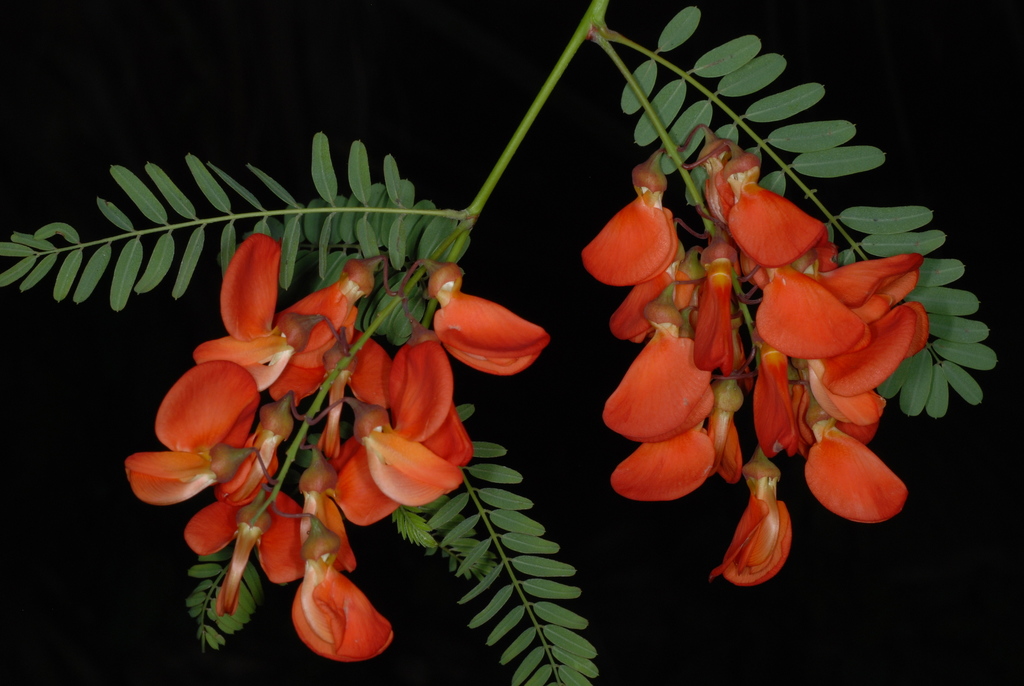 Sesbania punicea (Scarlet sesban), non-native California subshrub