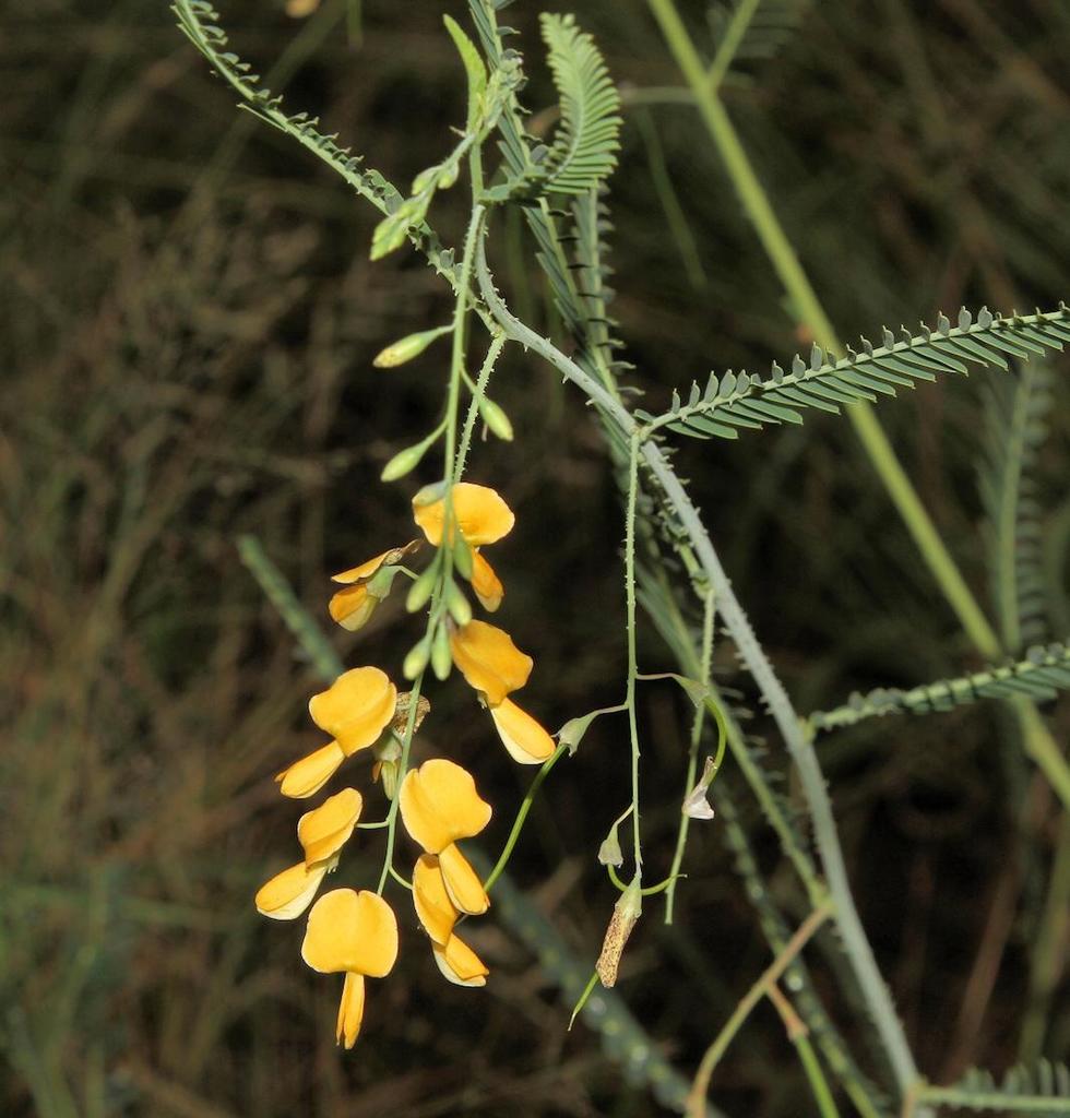 Sesbania sp., non-native California annual