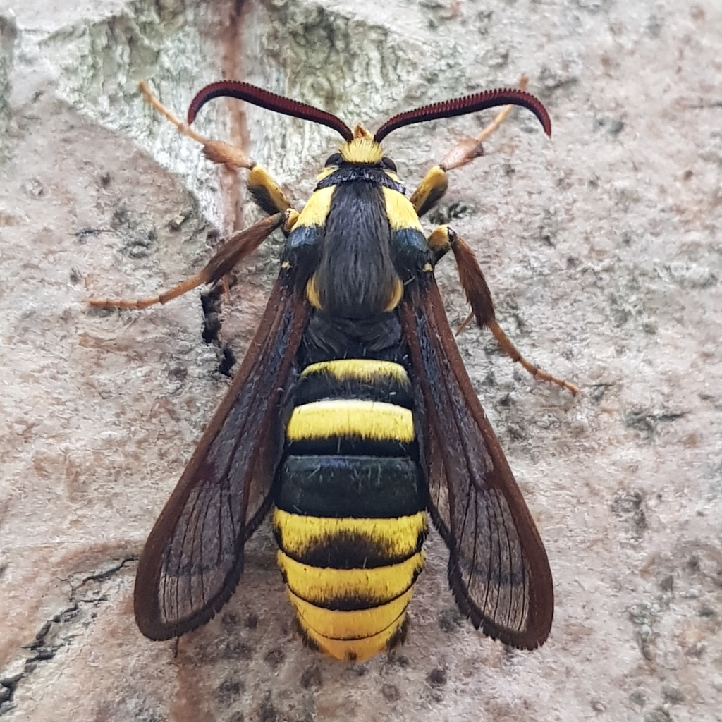Sesia tibialis, California species