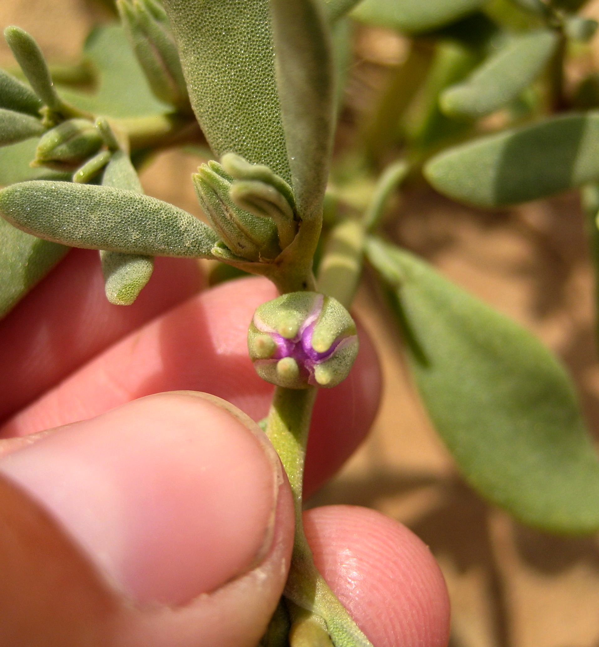 Sesuvium verrucosum (Western sea-purslane), native California herb