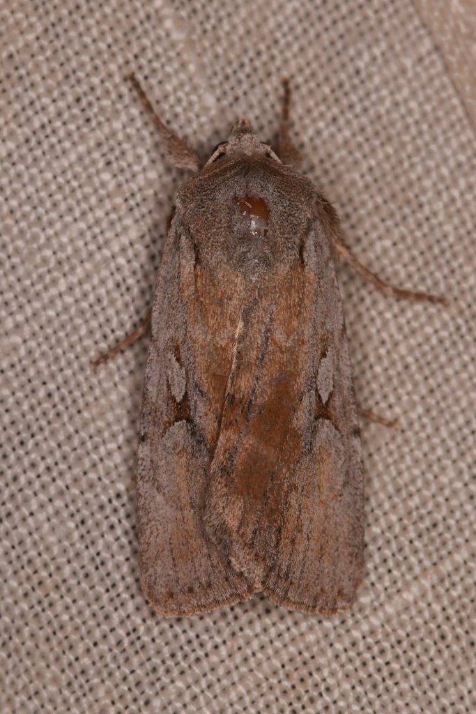 Setagrotis pallidicollis, California species