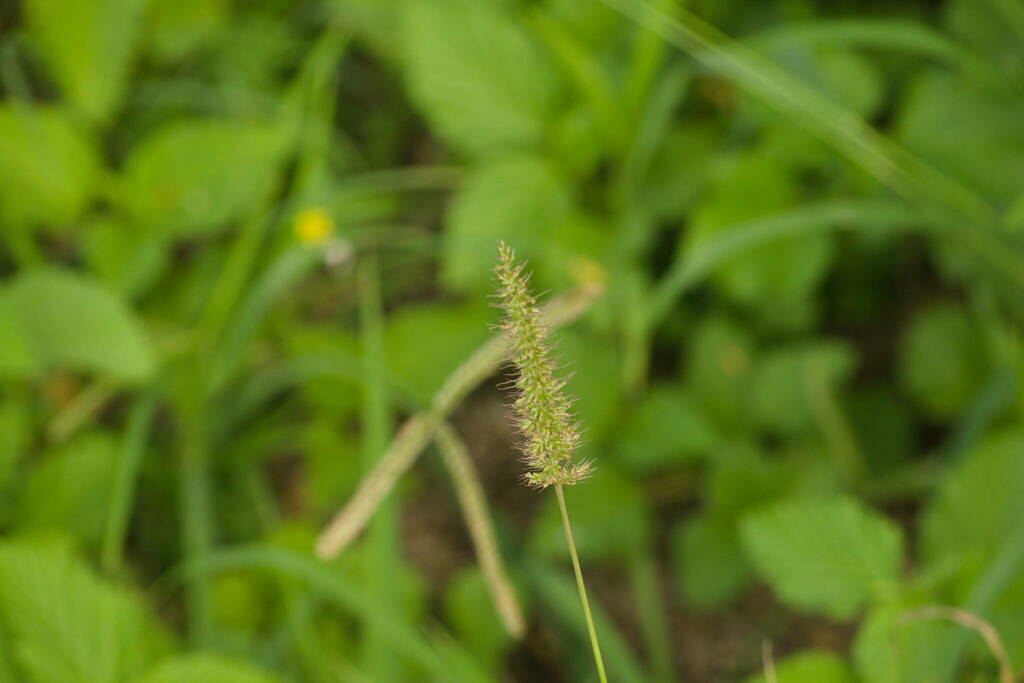 Setaria adhaerens (Bur bristle grass), non-native California grass
