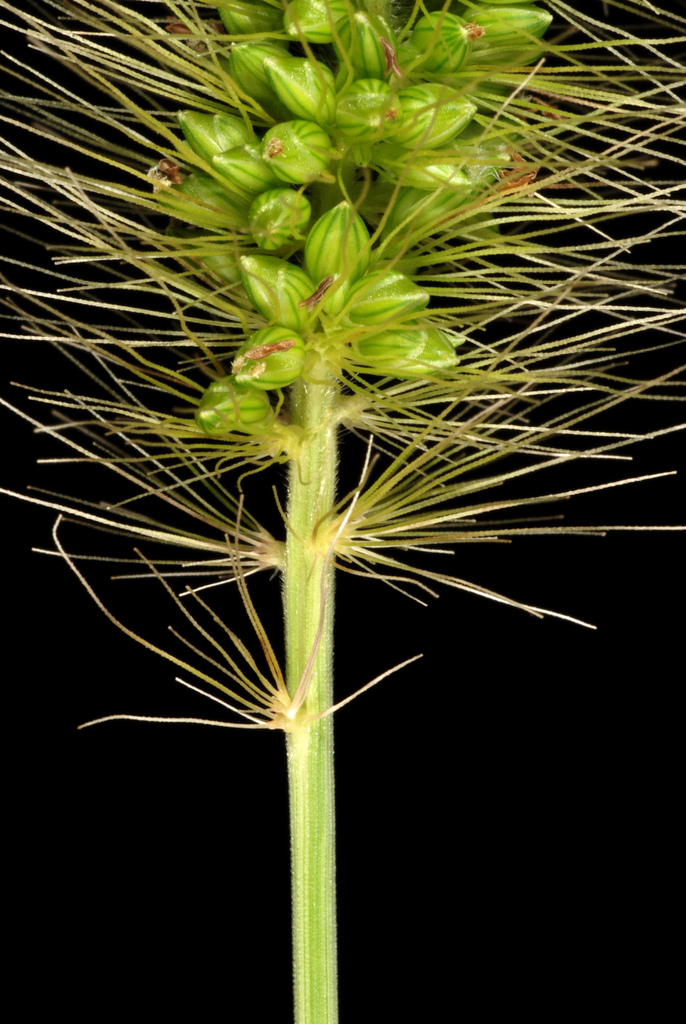 Setaria faberi (Chinese foxtail), non-native California grass