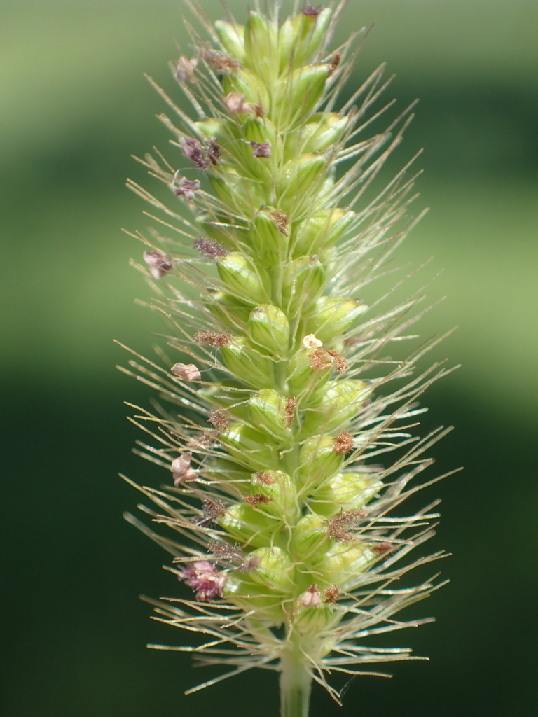 Setaria parviflora (Knotroot bristle grass), native California grass