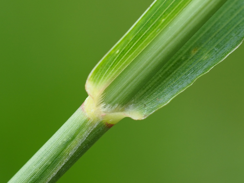 Setaria sphacelata (African bristle grass), non-native California grass