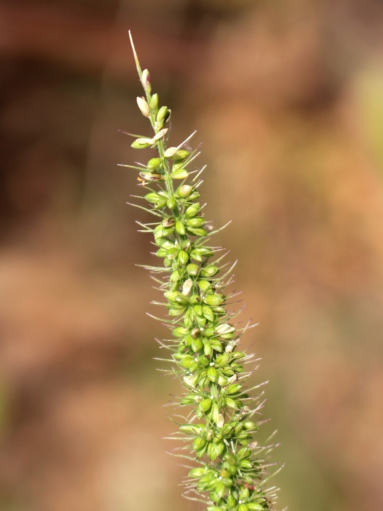 Setaria verticillata (Hooked bristle grass), non-native California grass