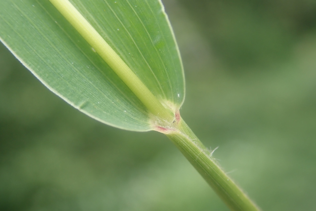 Setaria viridis (Green bristle grass), non-native California grass