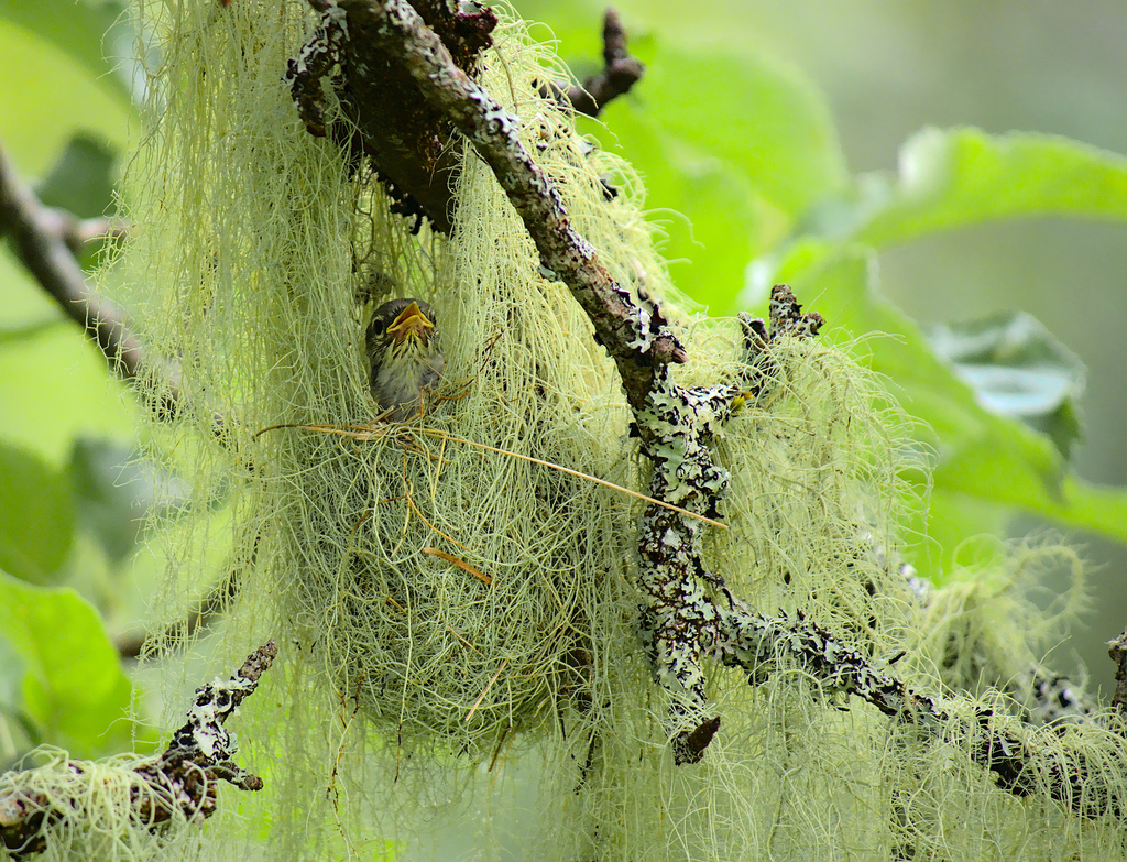 Setophaga americana (Northern Parula), California species