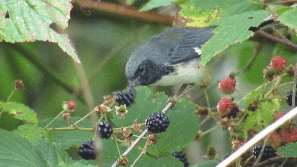 Setophaga caerulescens (Black-throated Blue Warbler), California species