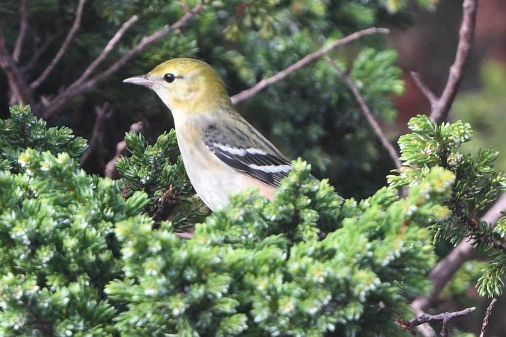 Setophaga castanea (Bay-breasted Warbler), California species