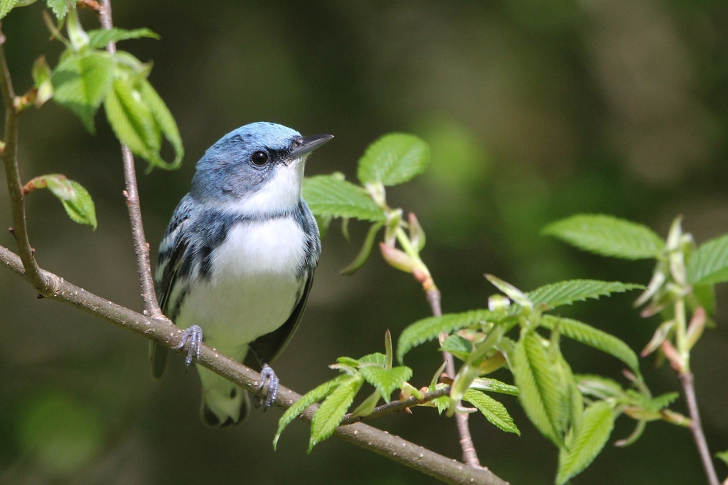 Setophaga cerulea (Cerulean Warbler), California species