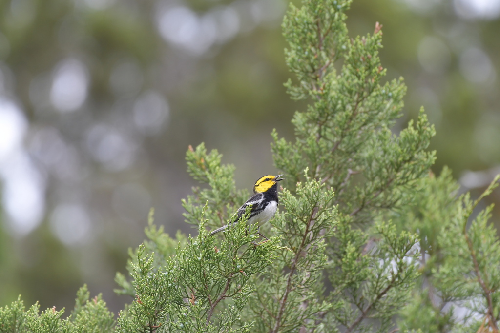 Setophaga chrysoparia (Golden-cheeked Warbler), California species