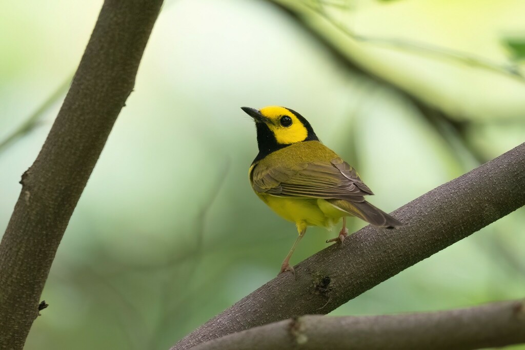 Setophaga citrina (Hooded Warbler), California species