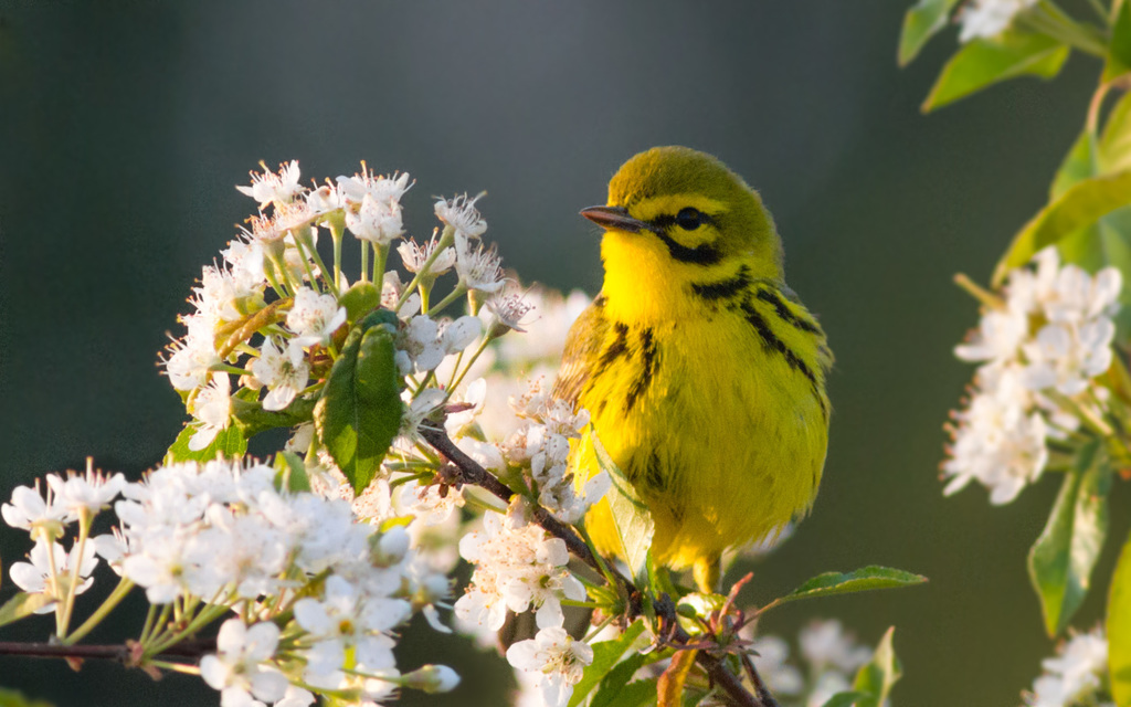 Setophaga discolor (Prairie Warbler), California species