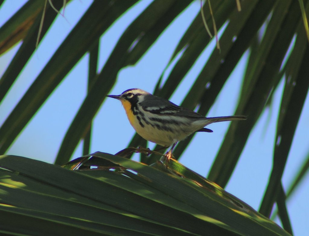 Setophaga dominica (Yellow-throated Warbler), California species
