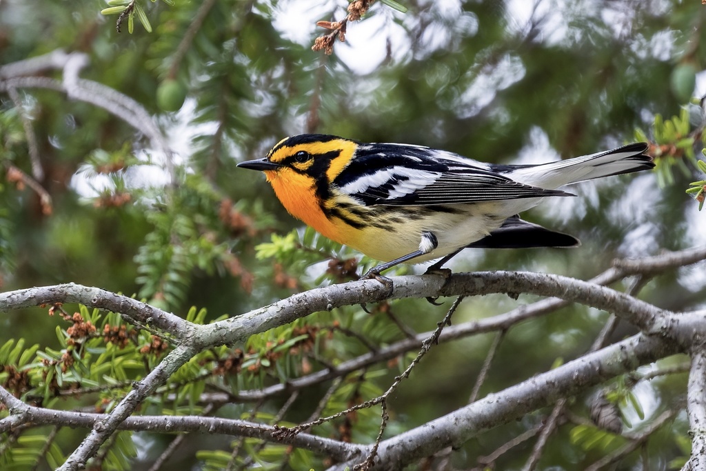 Setophaga fusca (Blackburnian Warbler), California species