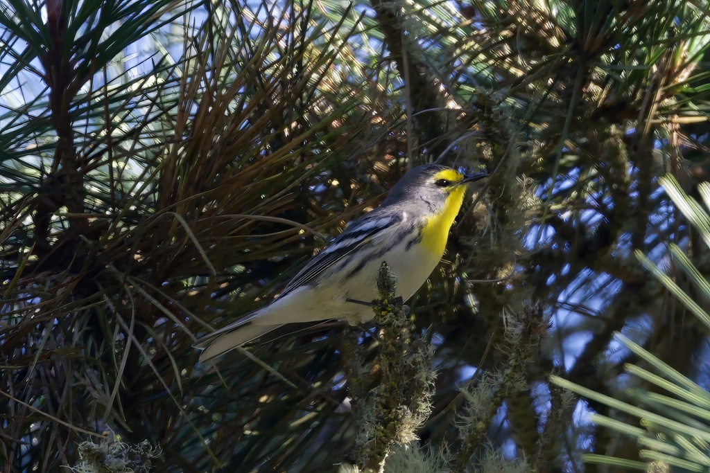 Setophaga graciae (Grace's Warbler), California species