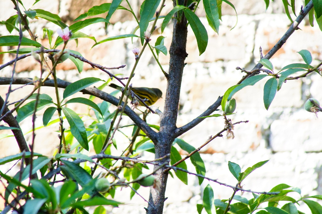 Setophaga magnolia (Magnolia Warbler), California species