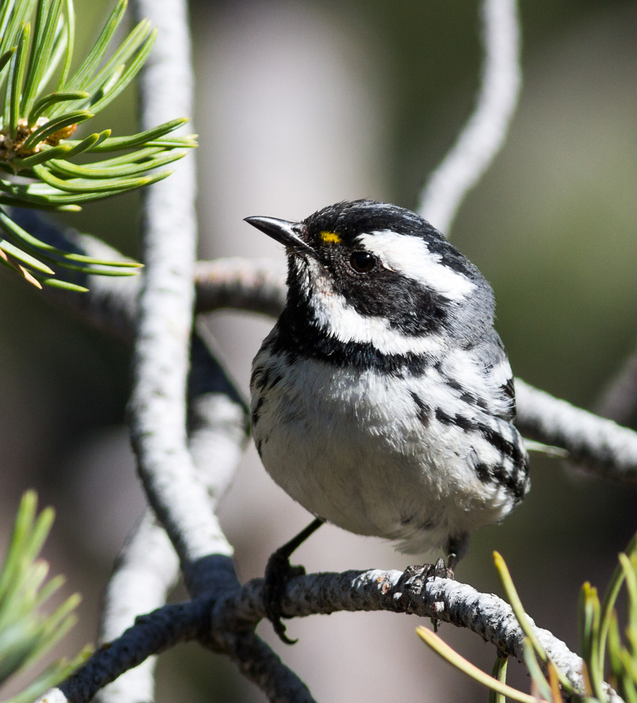 Setophaga nigrescens (Black-throated Gray Warbler), California species