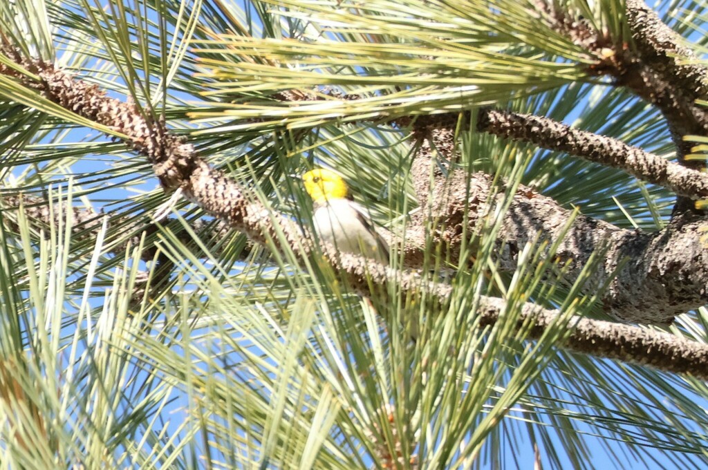 Setophaga occidentalis (Hermit Warbler), California species