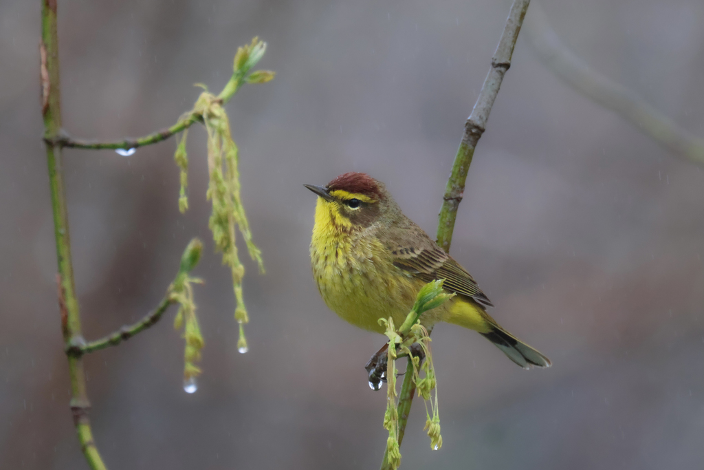 Setophaga palmarum (Palm Warbler), California species