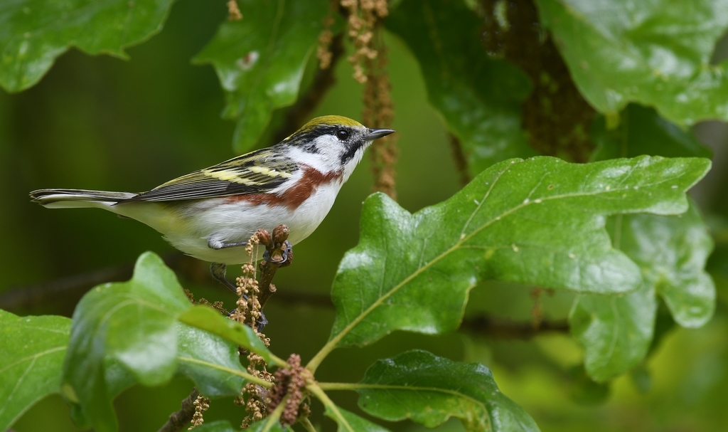 Setophaga pensylvanica (Chestnut-sided Warbler), California species