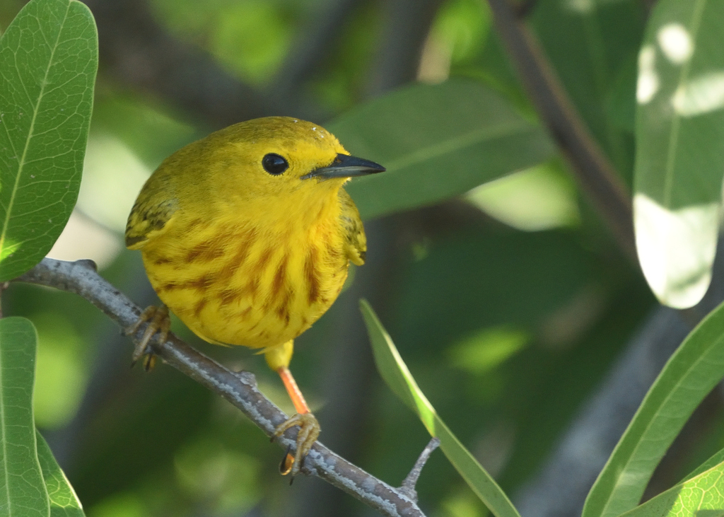 Setophaga petechia (Yellow Warbler), California species