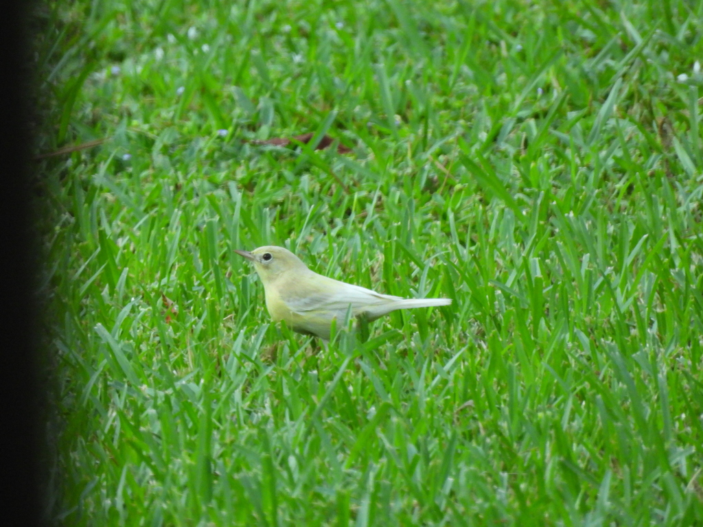 Setophaga pinus (Pine Warbler), California species