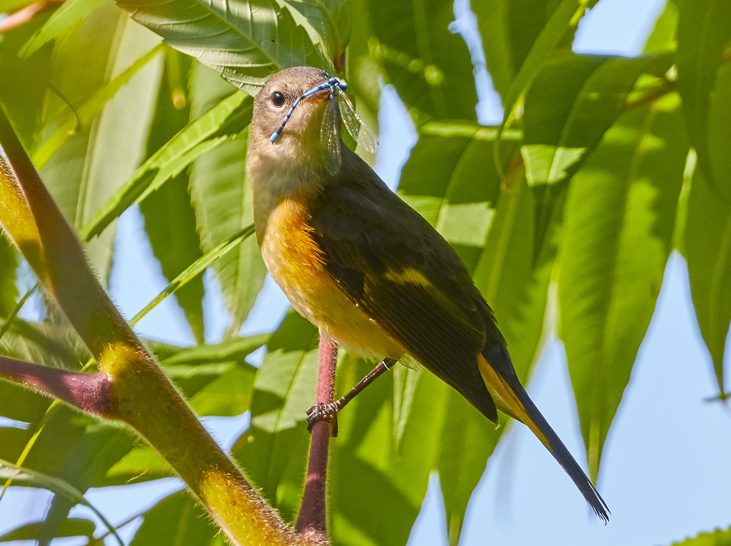 Setophaga ruticilla (American Redstart), California species