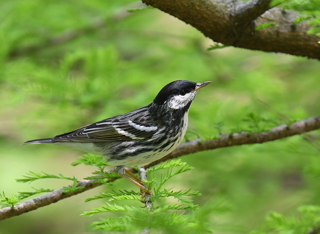 Setophaga striata (Blackpoll Warbler), California species