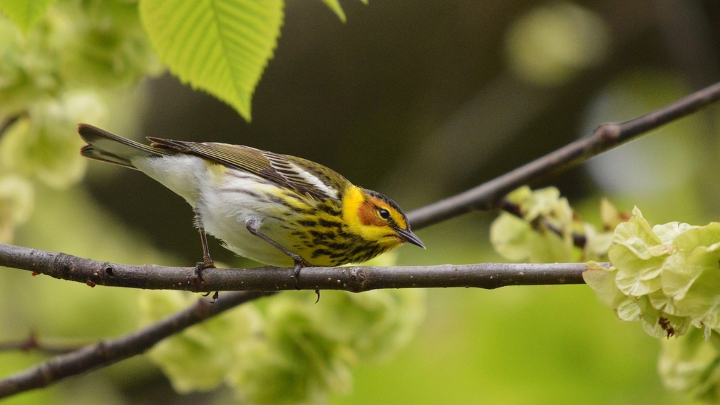 Setophaga tigrina (Cape May Warbler), California species