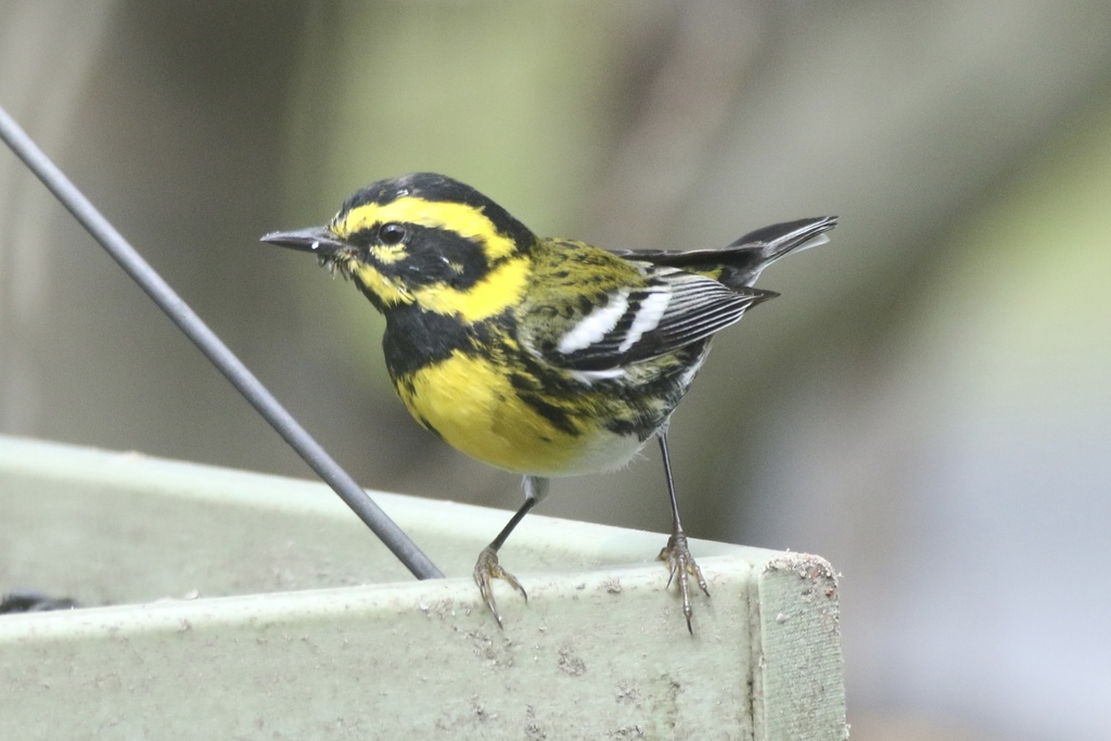 Setophaga townsendi (Townsend's Warbler), California species