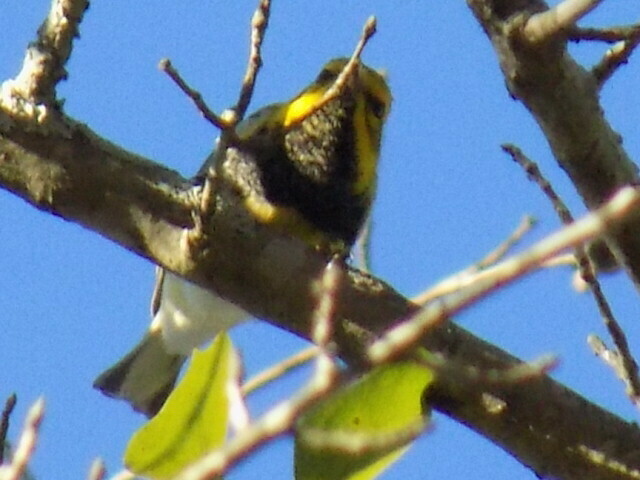 Setophaga virens (Black-throated Green Warbler), California species