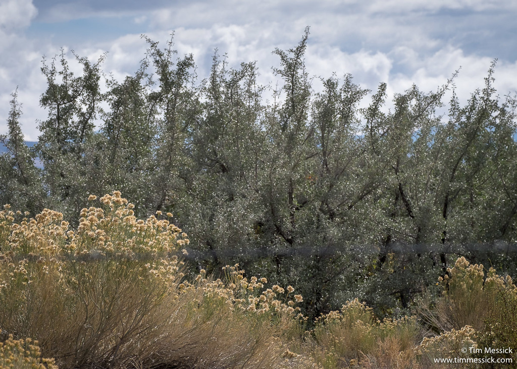 Shepherdia argentea (Buffalo-berry), native California shrub / tree