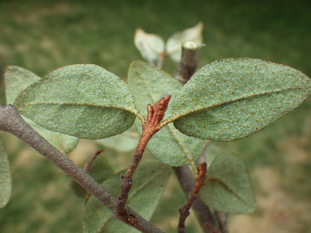 Shepherdia canadensis (Canadian buffalo-berry), native California shrub