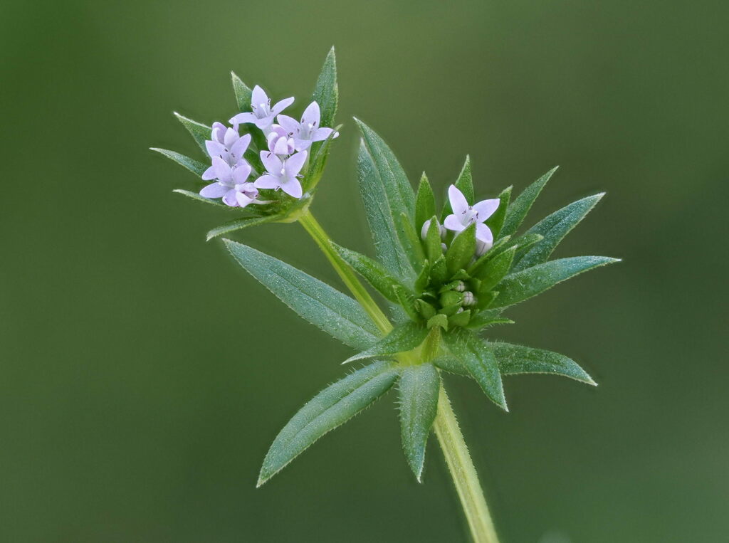 Sherardia arvensis (Field madder), non-native California herb