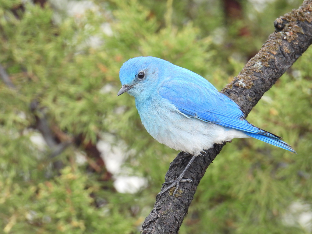Sialia currucoides (Mountain Bluebird), California species
