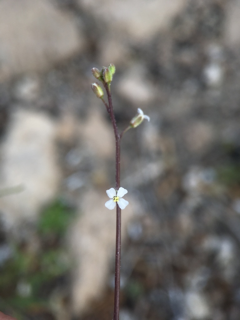 Sibara deserti (Desert winged rockcress), native California herb