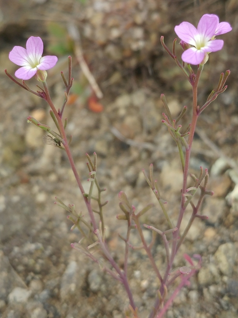 Sibara filifolia (Santa cruz island rockcress), native California herb
