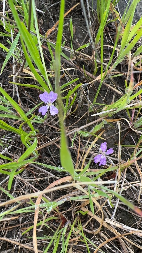 Sibaropsis hammittii (Hammitt's clay-cress), native California herb