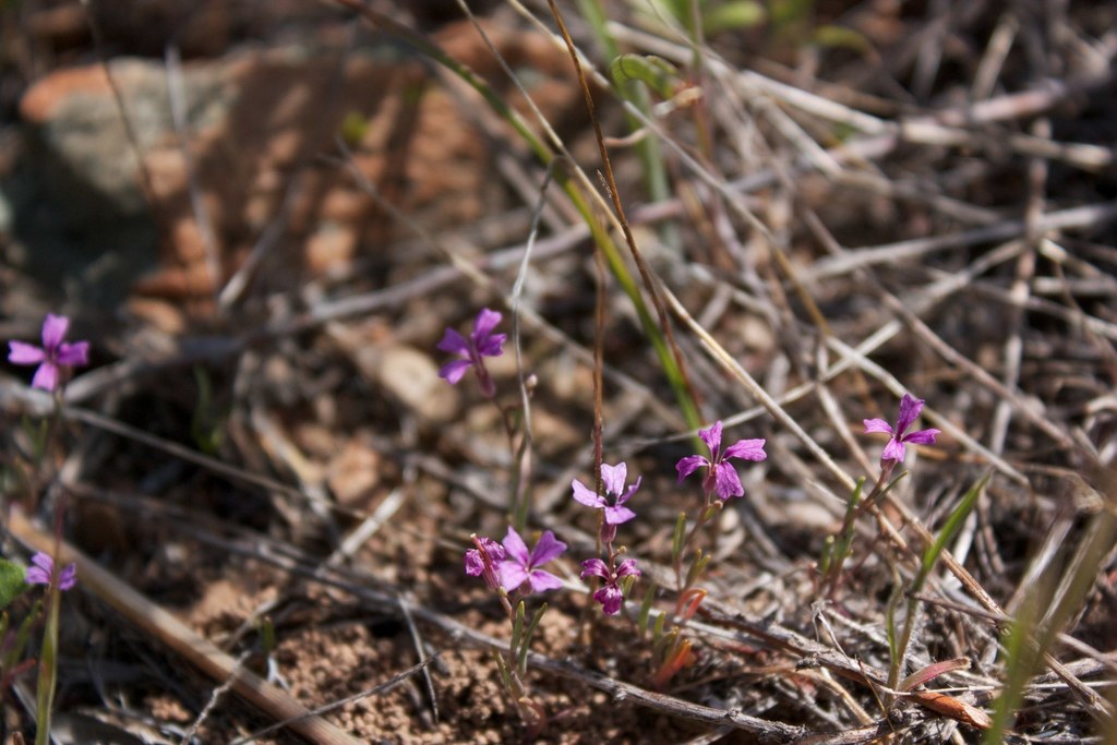 Sibaropsis sp., native California annual