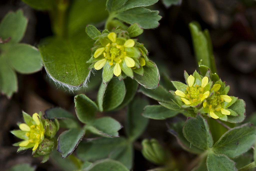 Sibbaldia procumbens (Creeping sibbaldia), native California subshrub