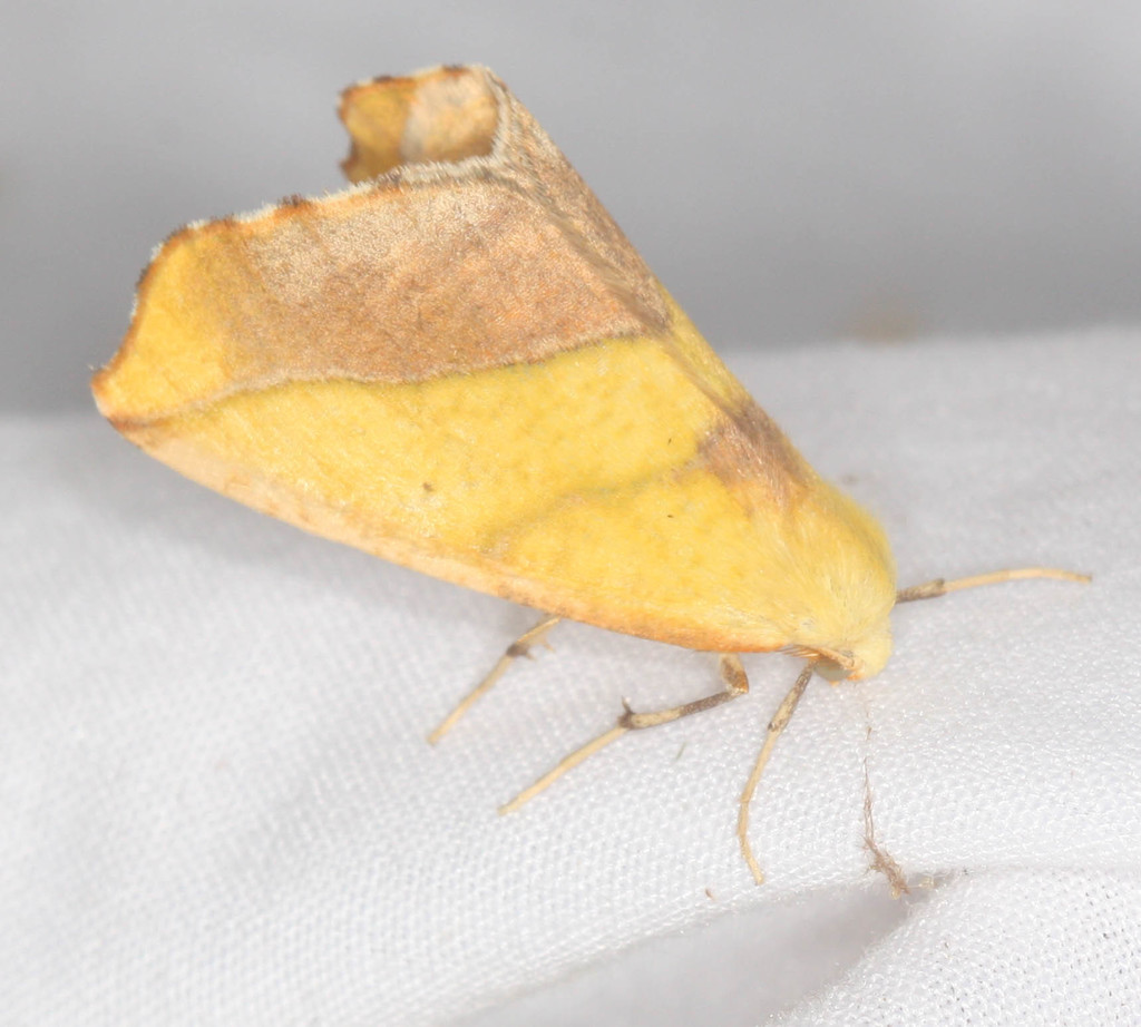 Sicya crocearia, California species