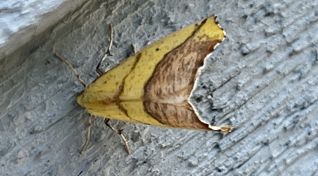 Sicya macularia (Sharp-lined Yellow), California species
