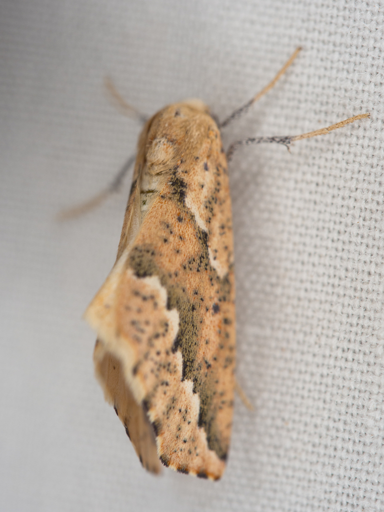 Sicya morsicaria, California species