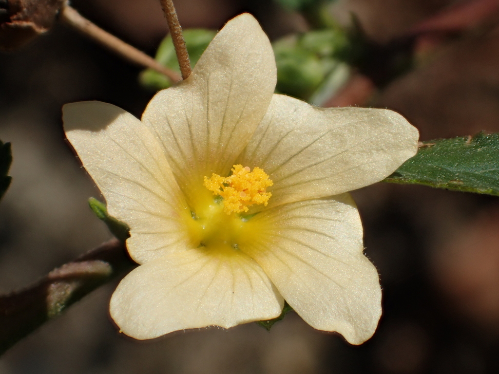 Sida rhombifolia (Sida), non-native California subshrub