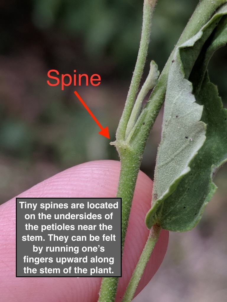Sida sp., non-native California perennial