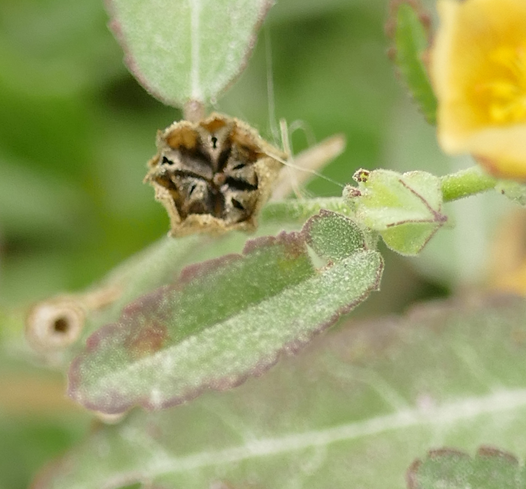 Sida spinosa (Prickly sida), non-native California subshrub